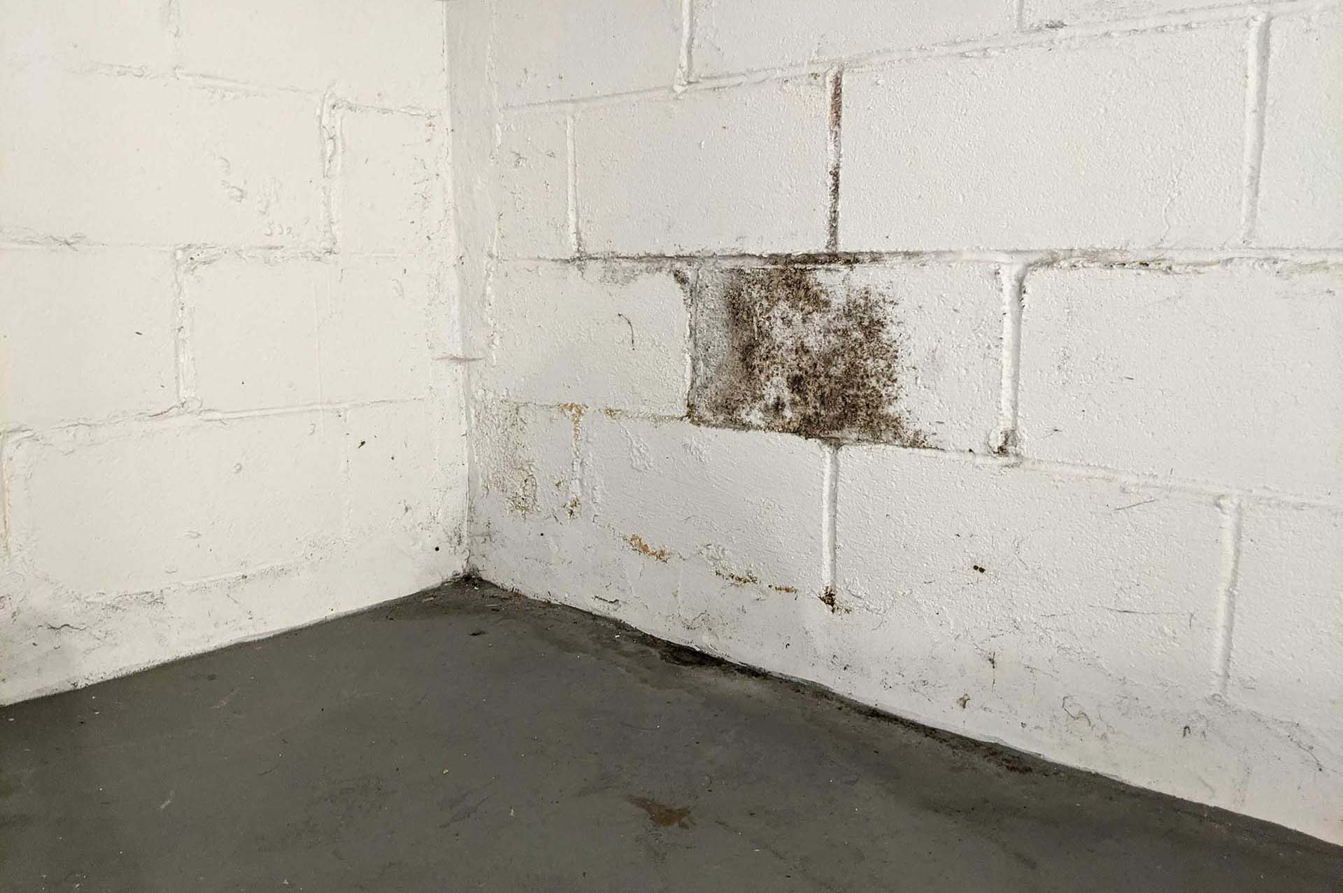 Moldy Basement Wall